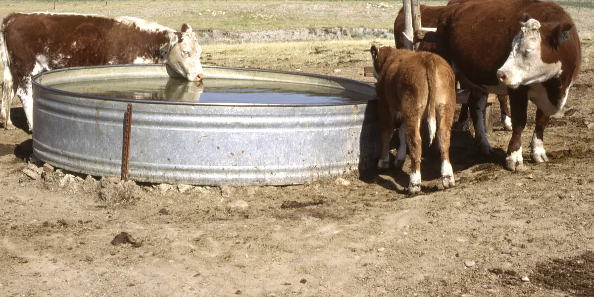 Hereford cows and a calf drinking at a round galvanized stock tank on bare ground.
